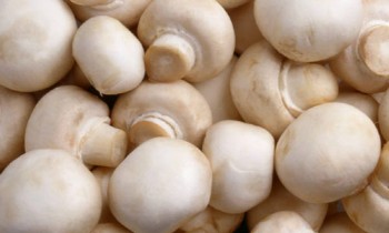 Are Mushrooms Safe To Eat?