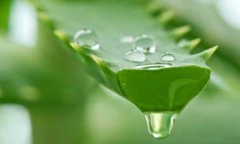 7 Reasons To Use Aloe Vera