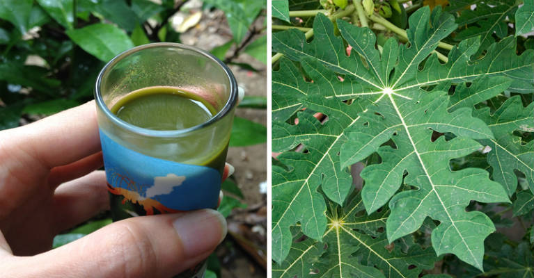 Two methods Use Papaya Leaf Juice for Dengue Fever