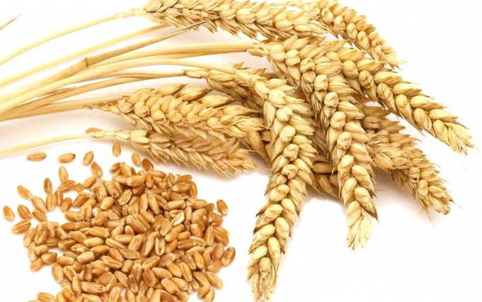 Health Benefits of Wheat grains