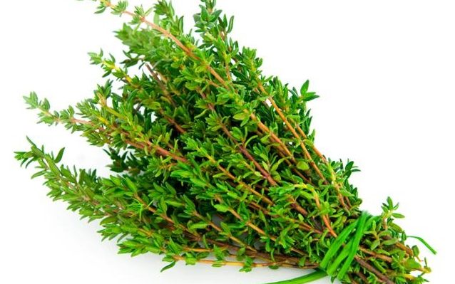 Amazing Health Benefits of Thyme shrub