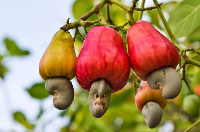 Do You Know This Common Nut Treats Many Diseases