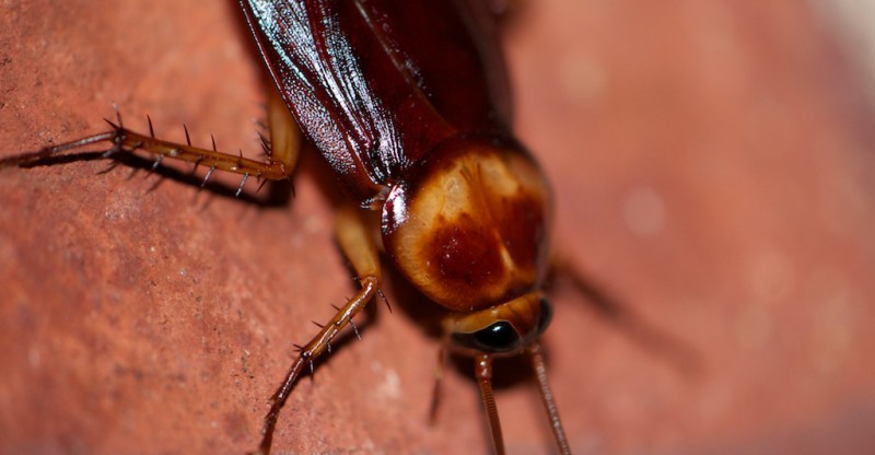 How To Treat Cockroach Bite At Home?
