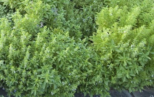 Amazing Health Benefits of Thyme shrub